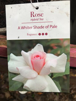 Rose - A Whiter Shade of Pale